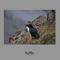 Puffin